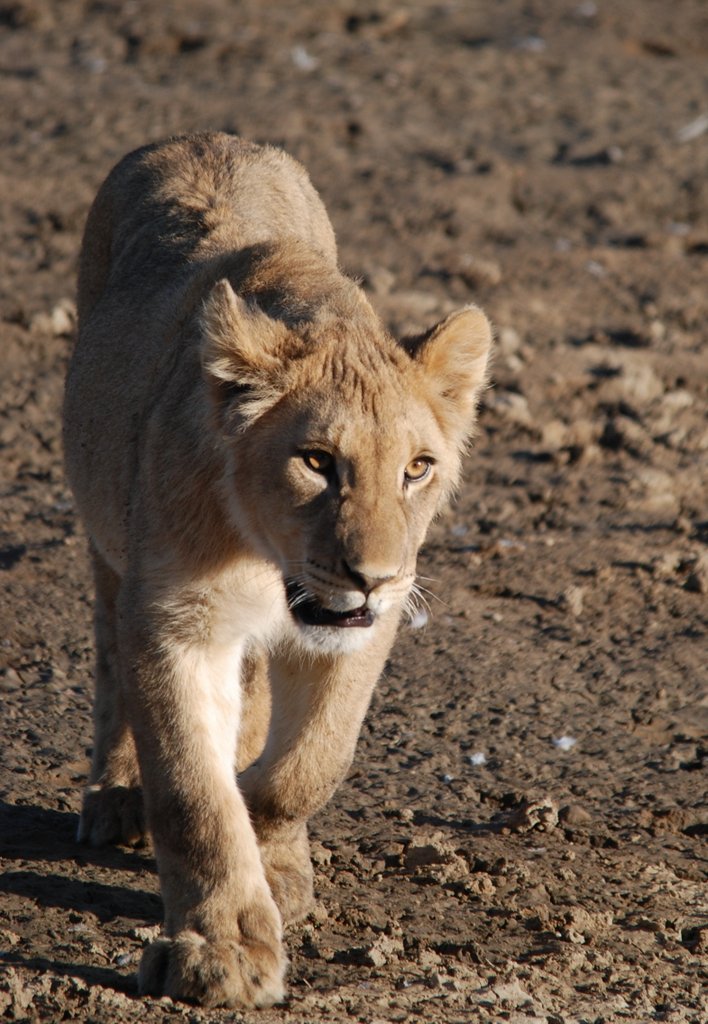 playful Kgalagadi Lions