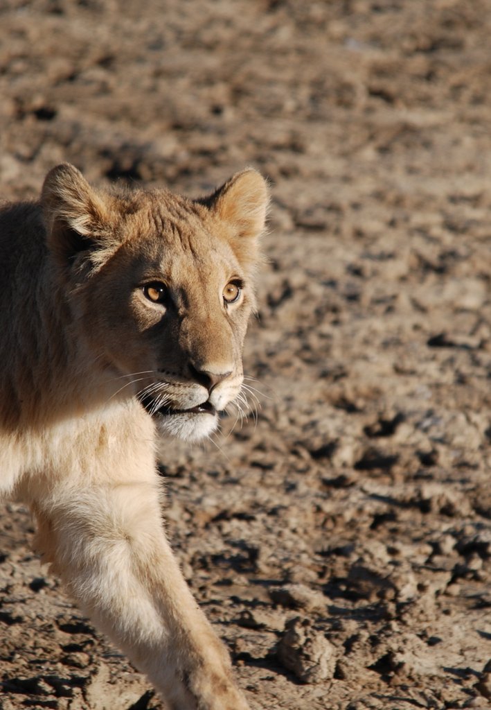Kgalagadi Lions