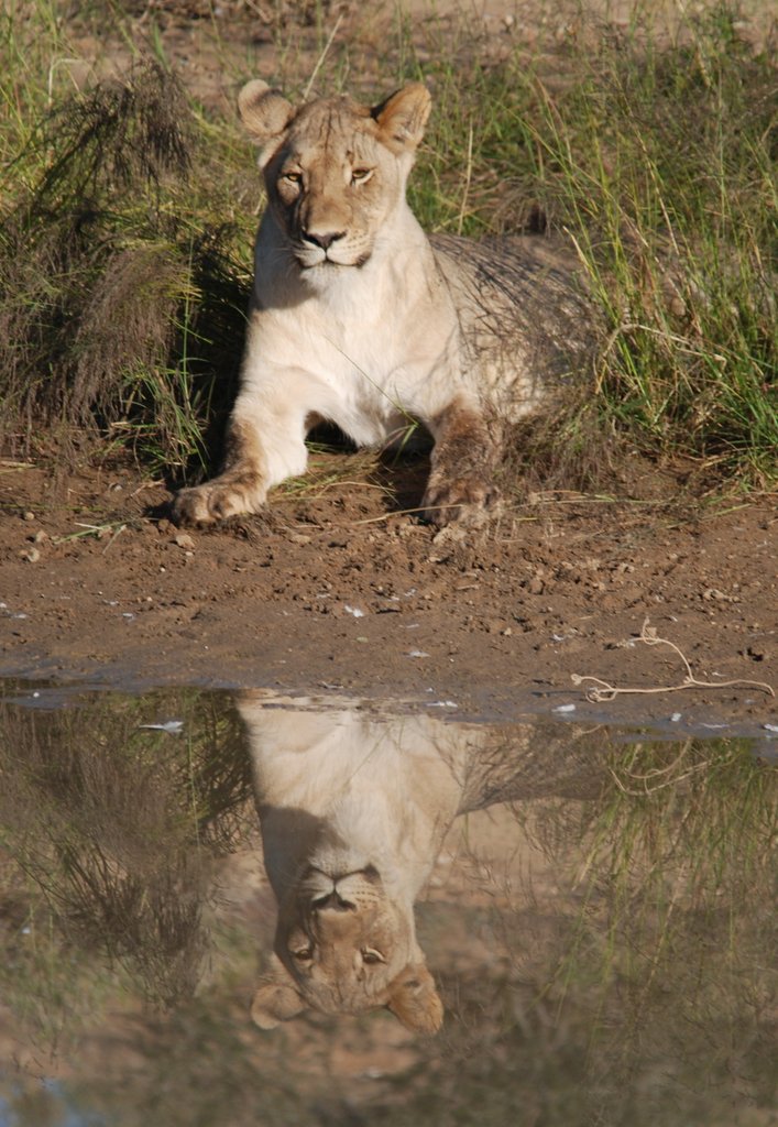 playful Kgalagadi Lions
