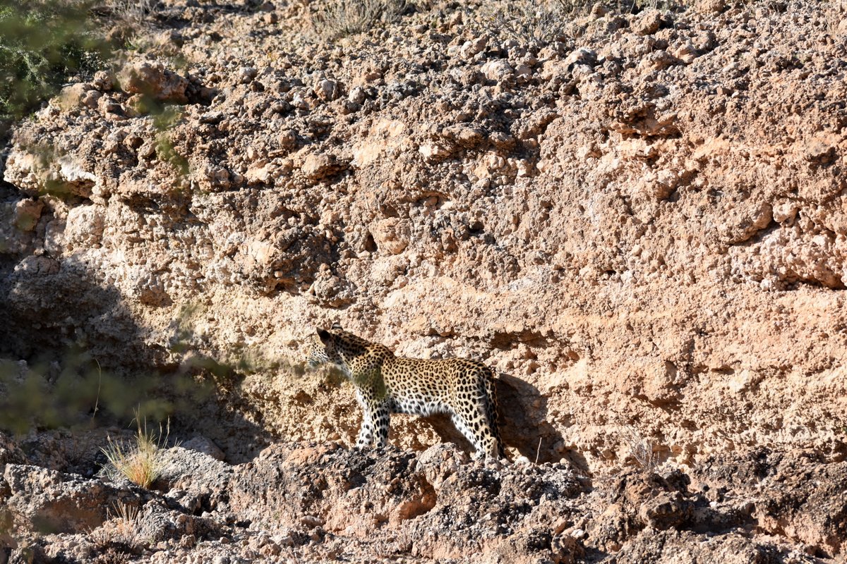 Drama at the Waterhole with Madi