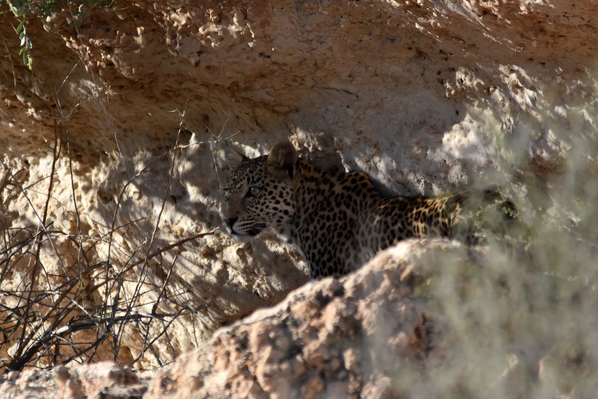 Drama at the Waterhole with Madi