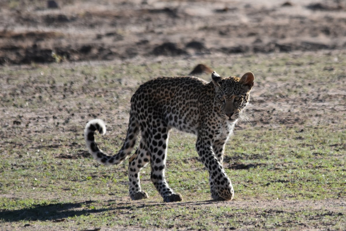 Drama at the Waterhole with Madi