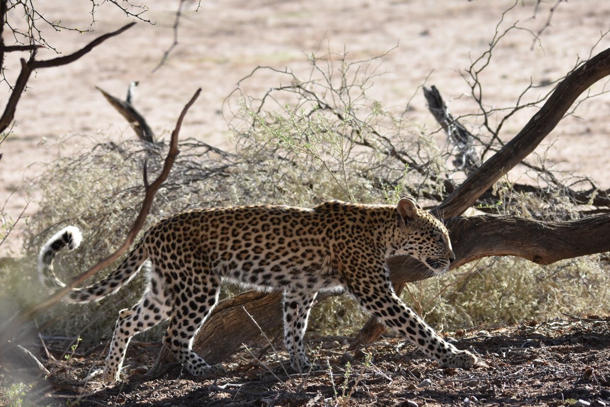 Drama at the Waterhole with Madi