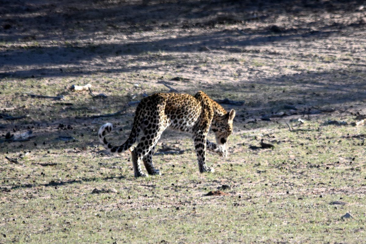 Kgalagadi Leopard