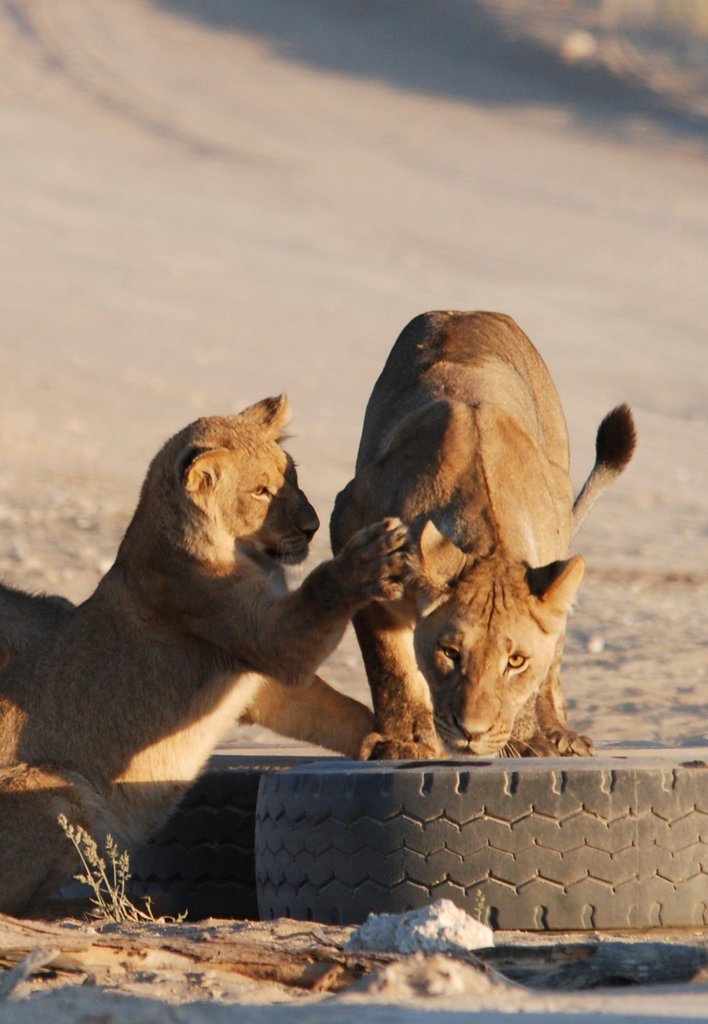playful Kgalagadi Lion Cubs