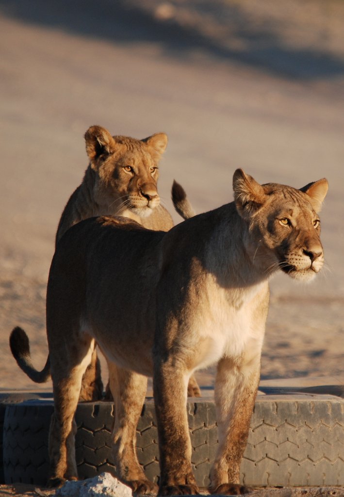 playful Kgalagadi Lionesses