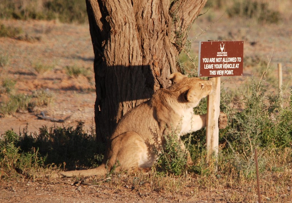 Curious Lion Cub in the Kgalagadi Transfrontier National Park
