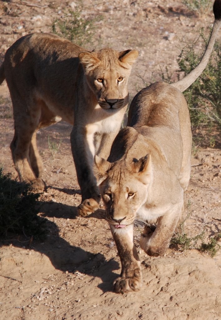 playful Kgalagadi Lions