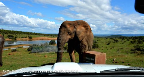 The Ellie @ Gwarrie Pan