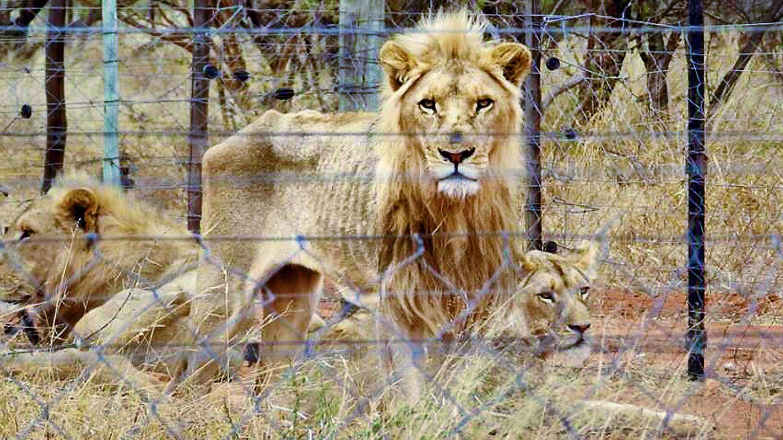 How the captive Lion bone trade is killing Africas and Asias big cats