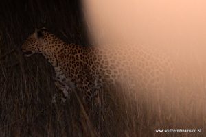 Shadow Part II – The Lesholoago Leopard  – Kgalagadi Trip February 2018