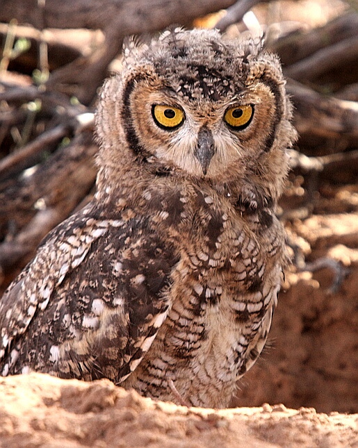 Kgalagadi Spotted Eagle Owl – Owl in a Hole