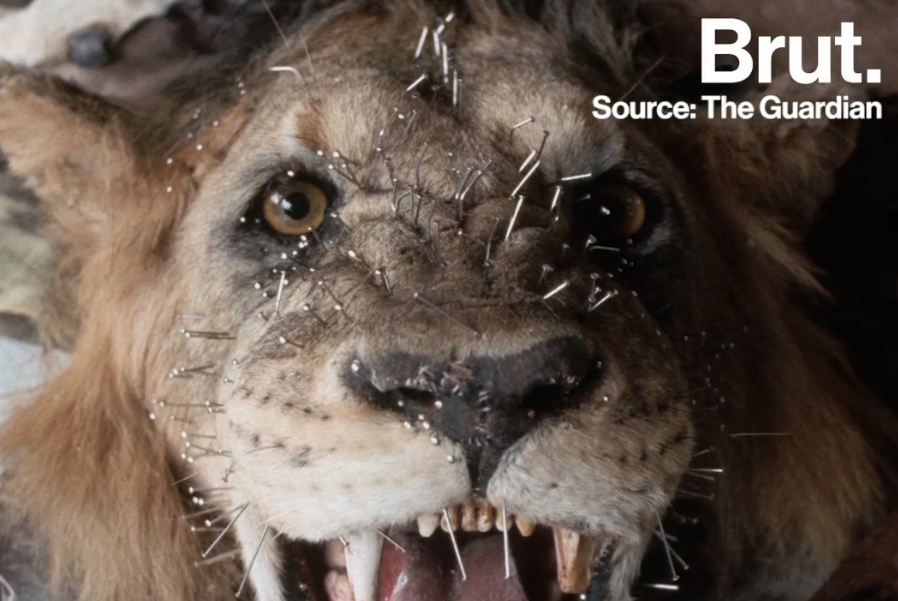 Are wild Lions losing the fight against extinction?