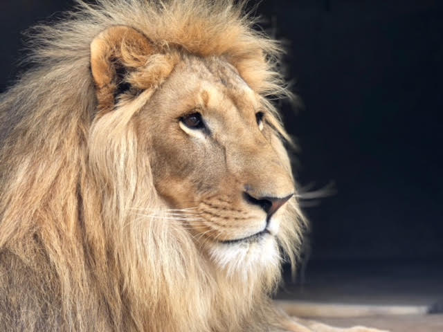 Colloquium on lion farming