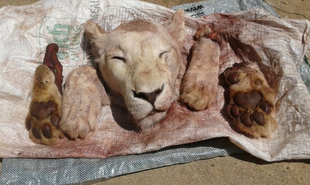 Selling bones from captive lions boosts poaching?