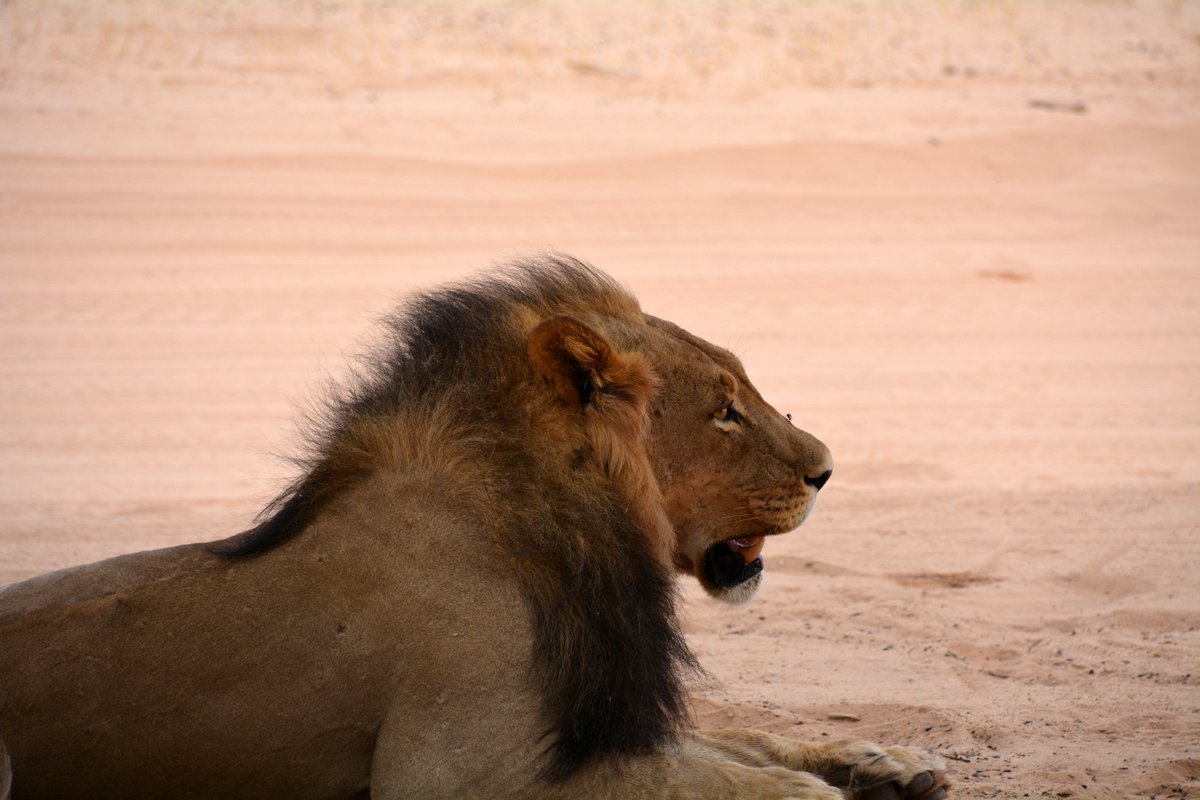 Kgalagadi Lion