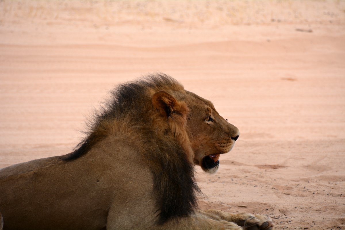 Kgalagadi Lions – The day the kudus were lucky