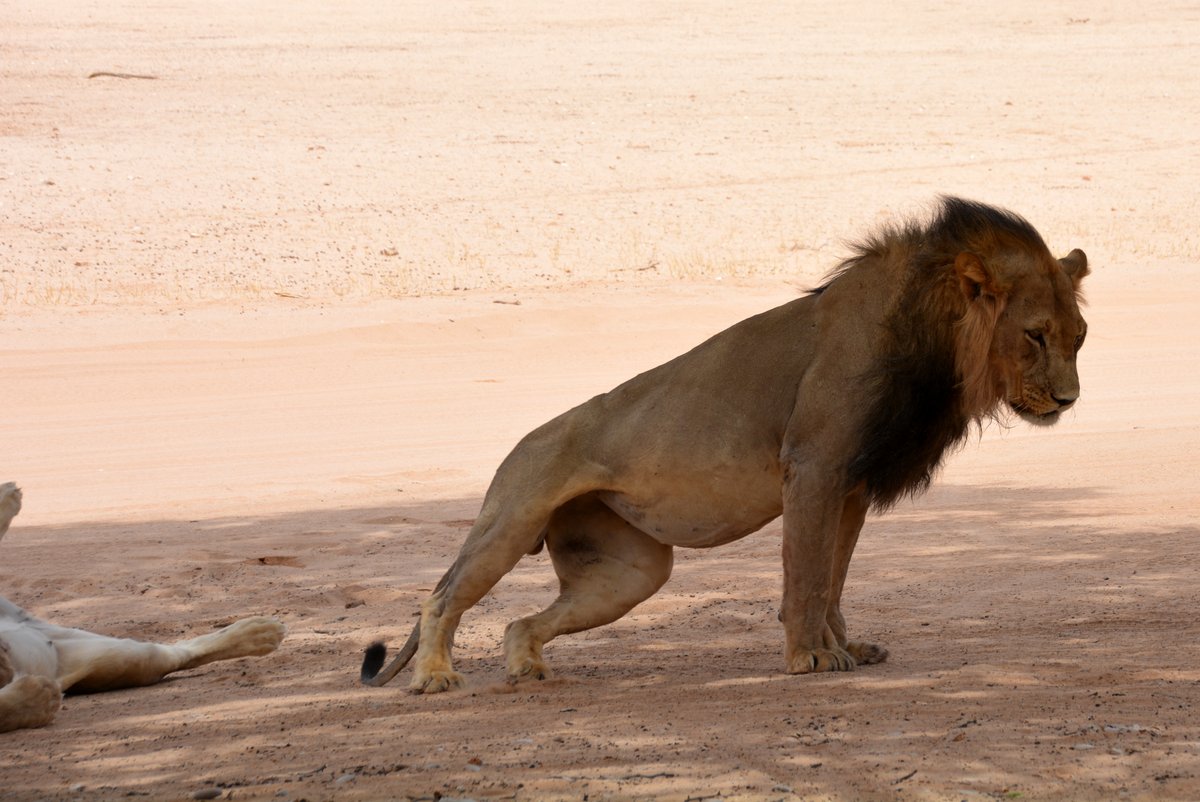 Kgalagadi Lion