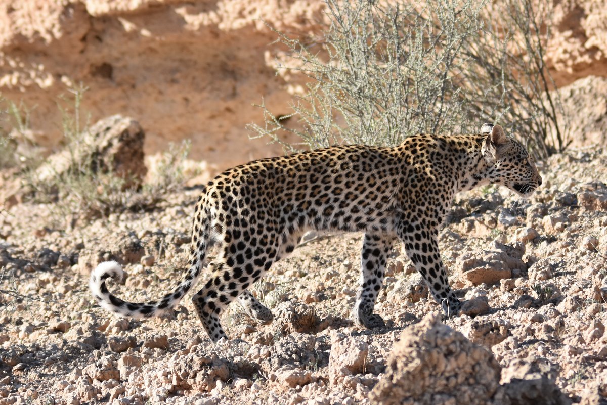 Kgalagadi Leopard