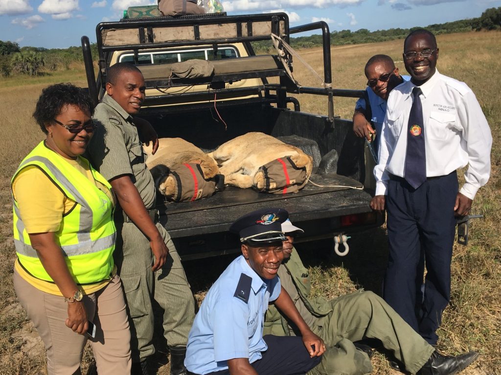 24 Lions relocated to Mocambique