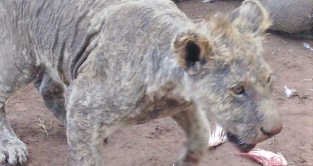 Animal cruelty charges laid against lion farmer by NSPCA
