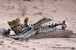 Kgalagadi Cheetah – Corinne and her Scallywags