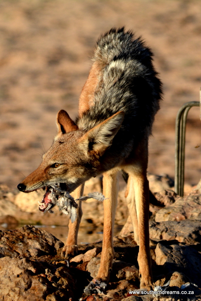 The black Backed Jackal and the Dove